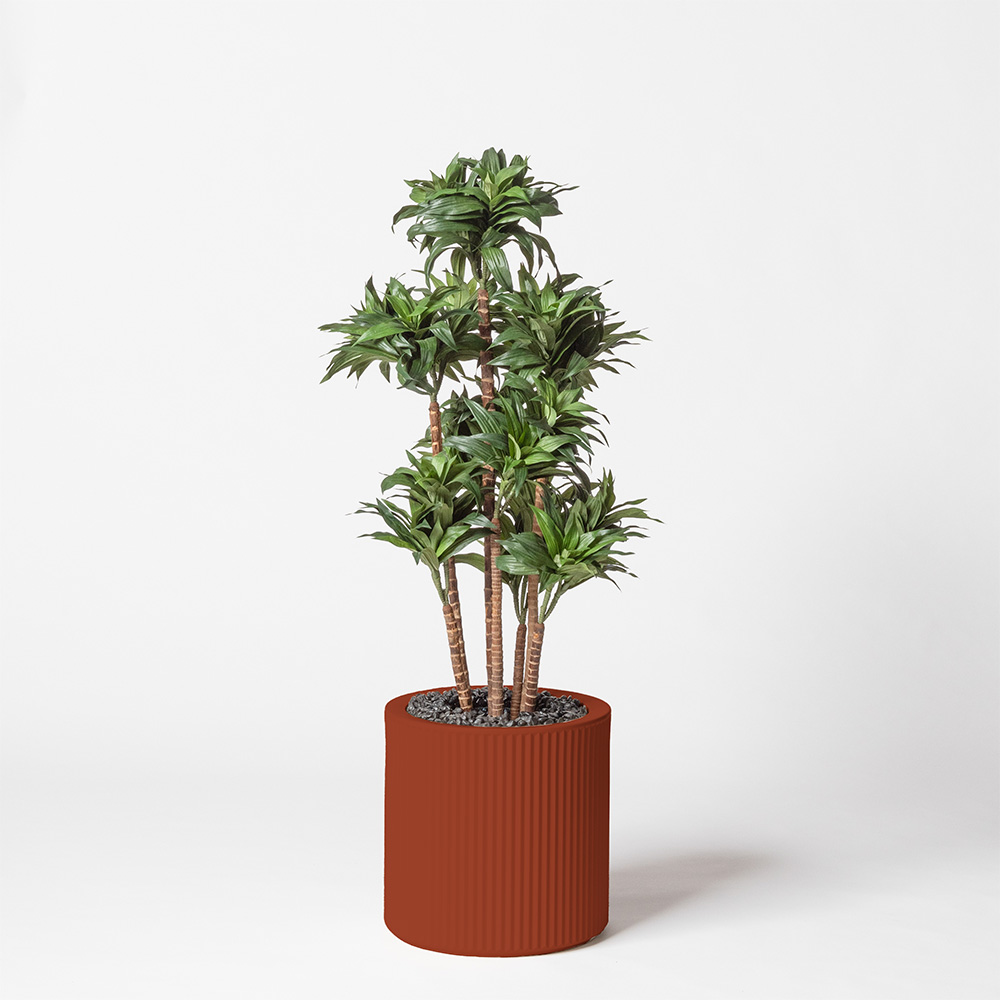 Dracaena fragrance - Argile