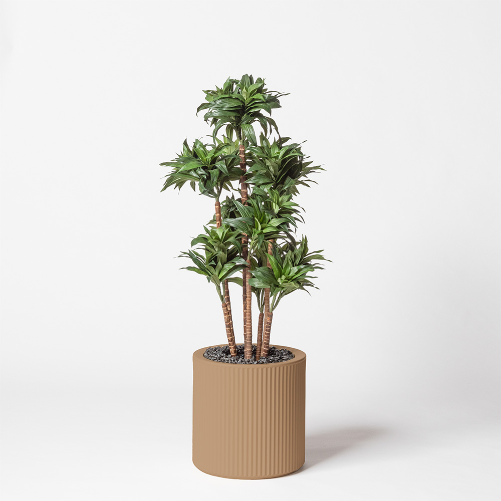 Dracaena fragrance - Camel