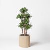 Dracaena fragance plante décorative artificielle