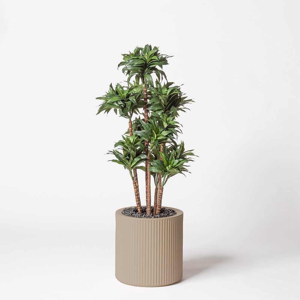 Dracaena fragrance - Ecru