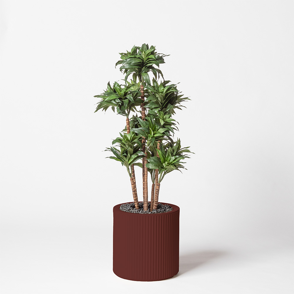 Dracaena fragrance - Grenat