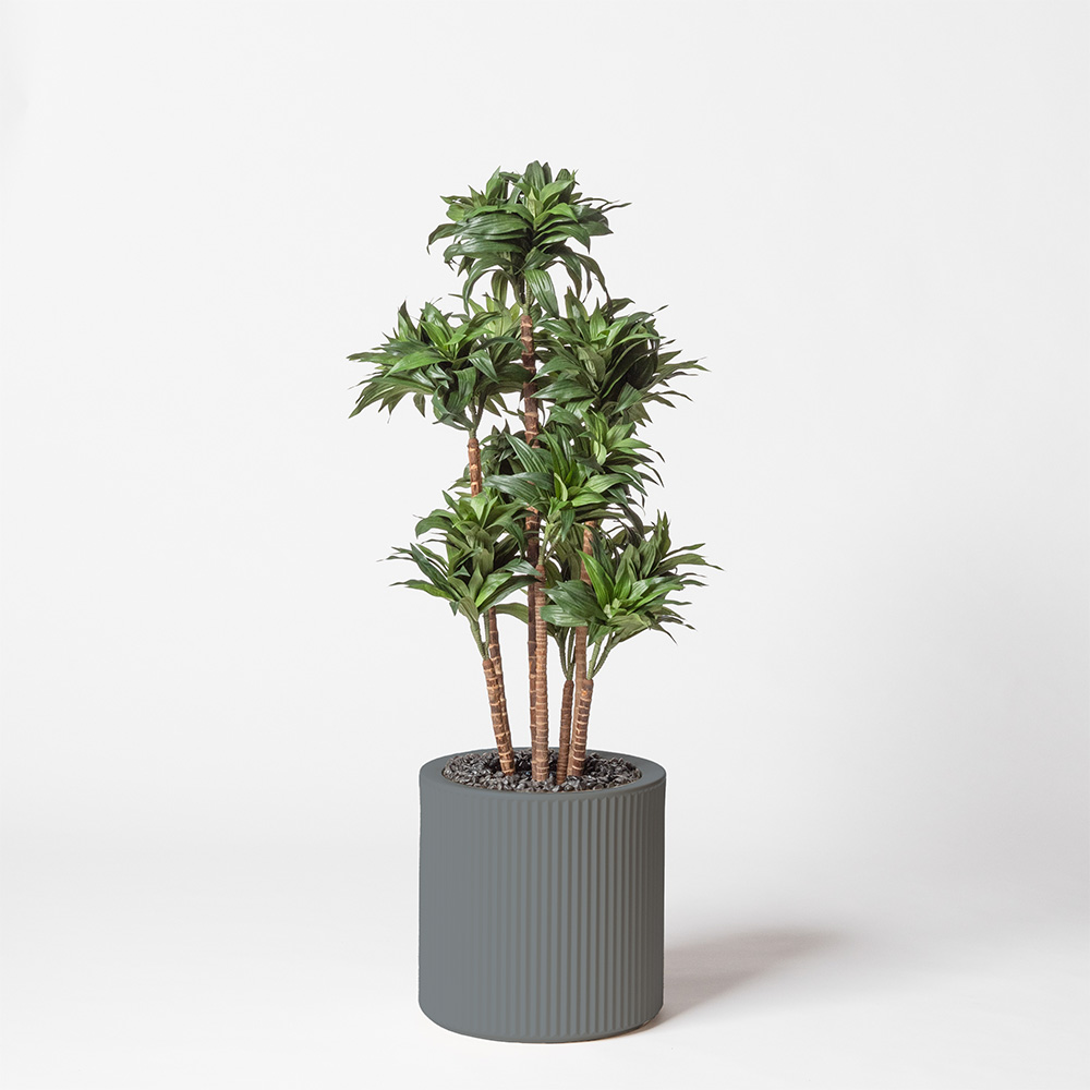 Dracaena fragrance - Gris