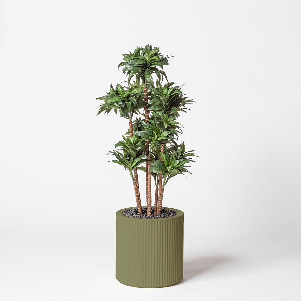 Dracaena fragrance - Jade