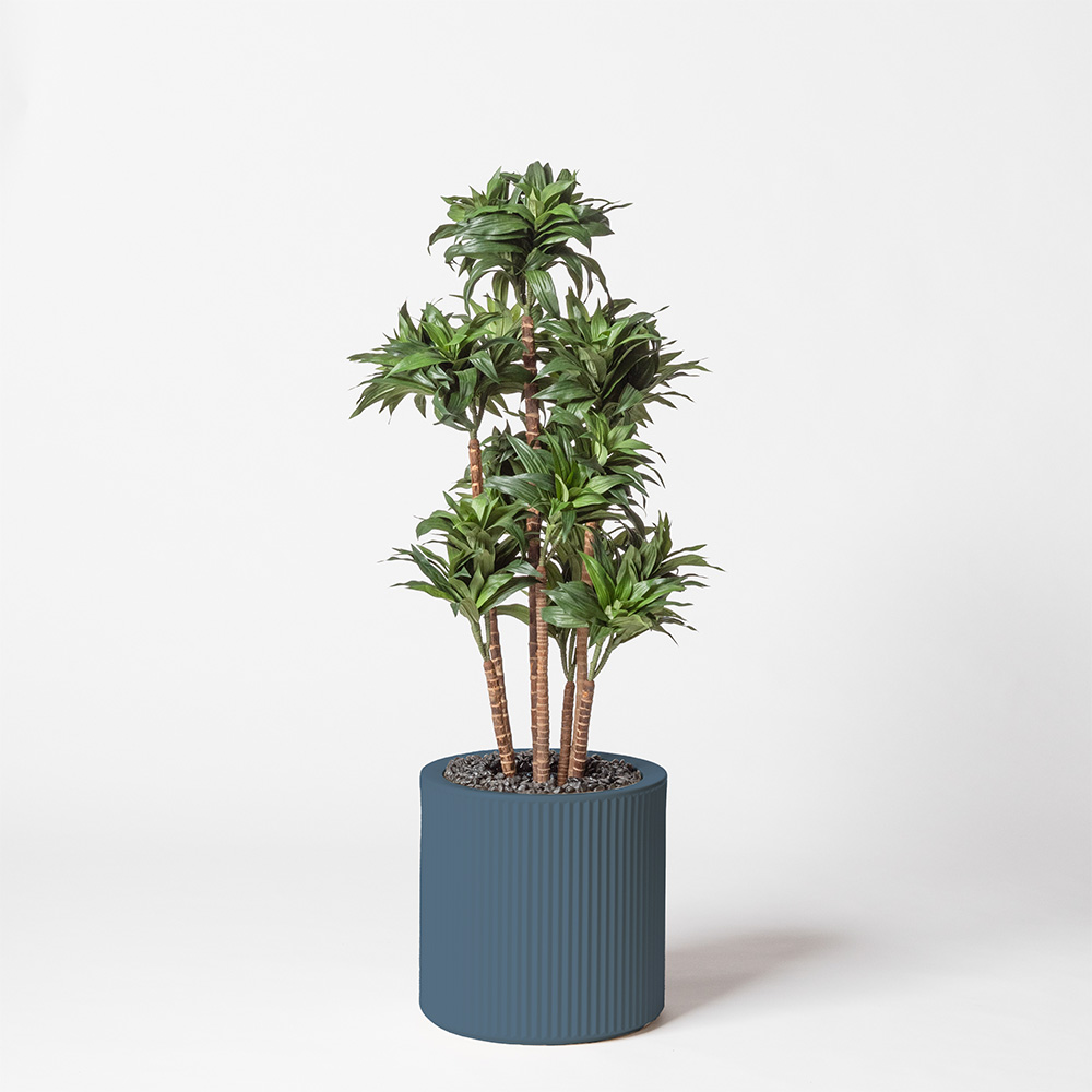 Dracaena fragrance - Océan
