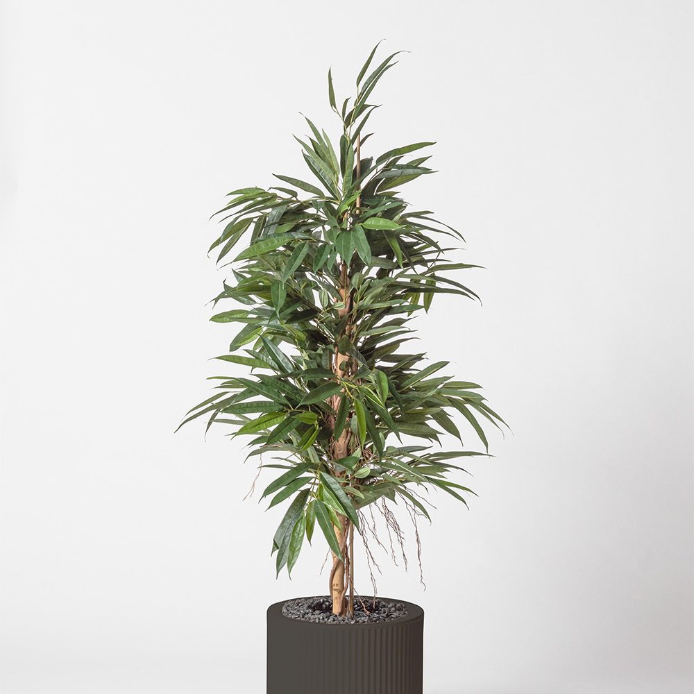 Ficus bush royal - Anthracite