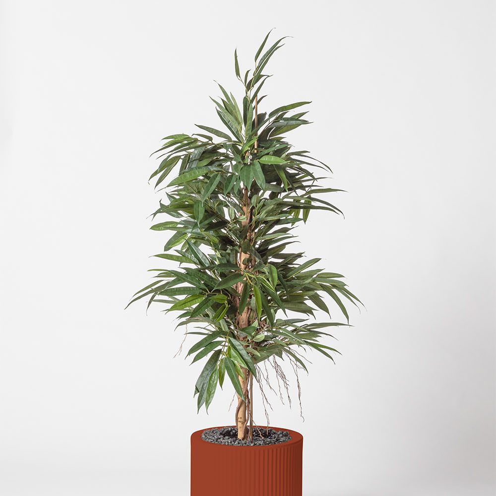 Ficus bush royal - Argile