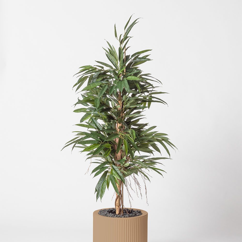 Ficus bush royal - Camel