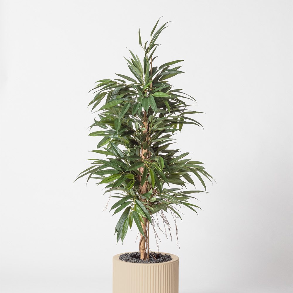 Ficus bush royal