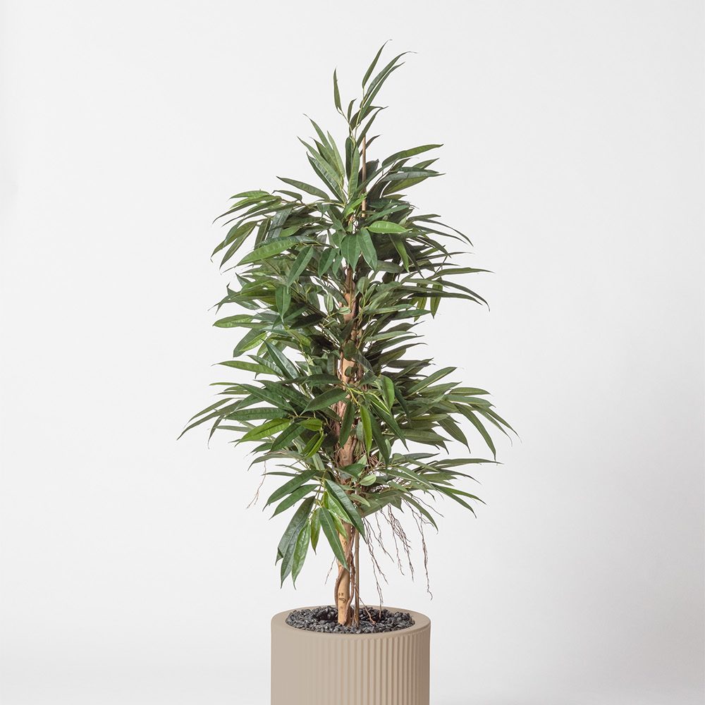 Ficus bush royal - Ecru
