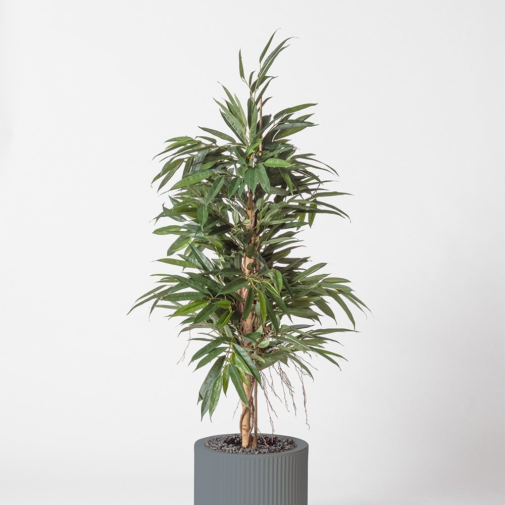 Ficus bush royal - Gris