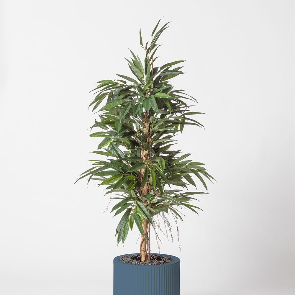 Ficus bush royal - Océan