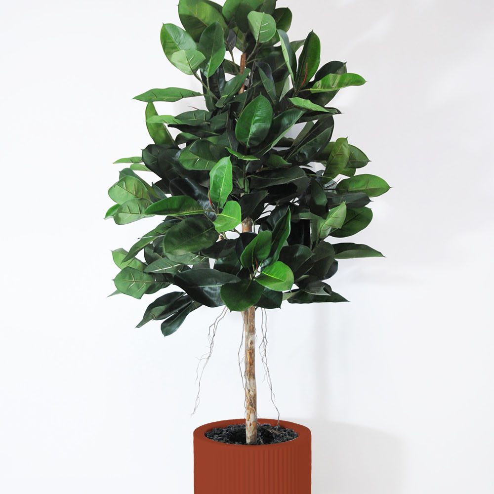 Ficus elastica - Argile