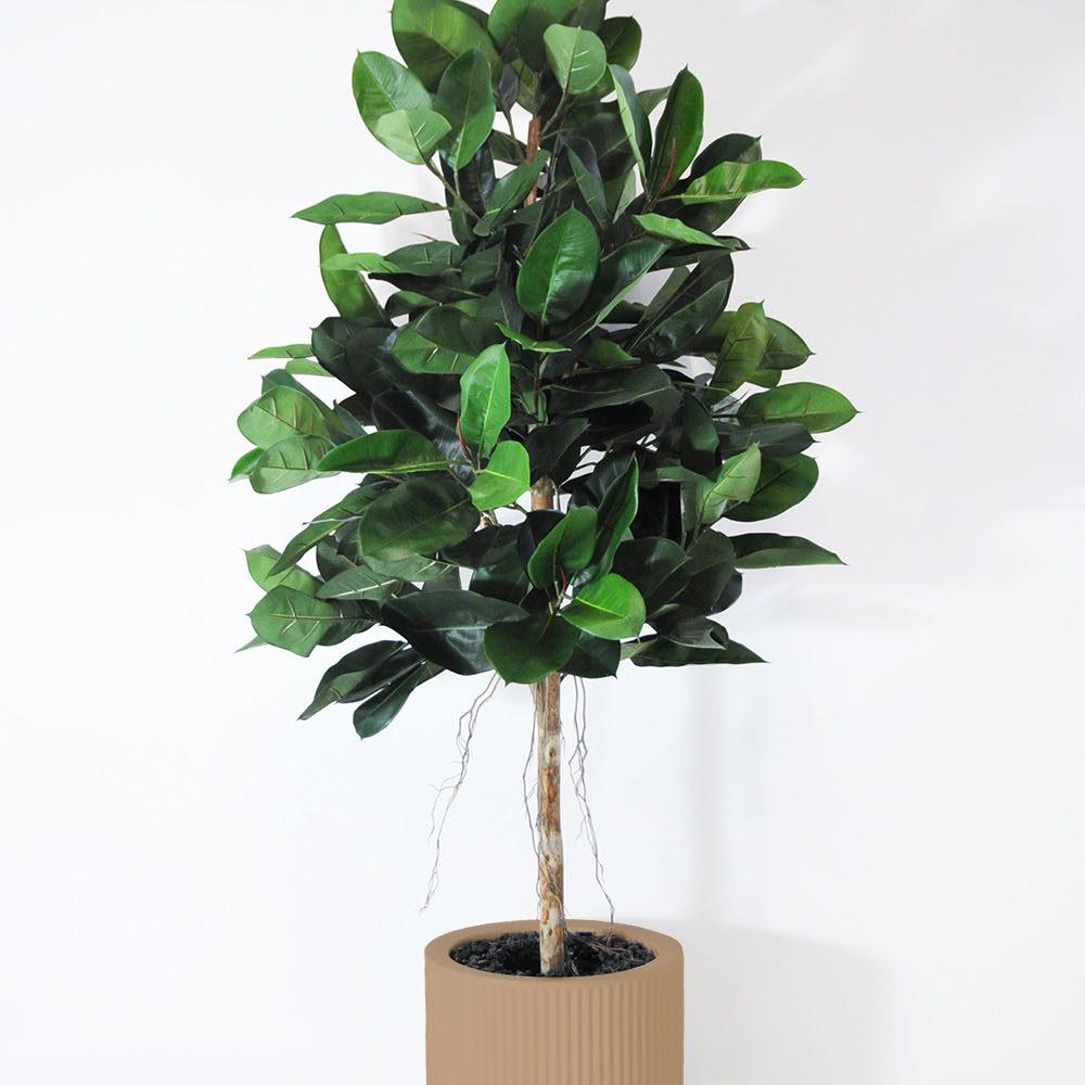 Ficus elastica - Camel