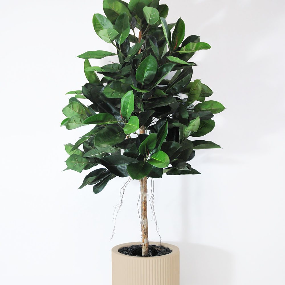 Ficus elastica