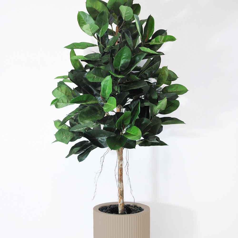 Ficus elastica - Ecru