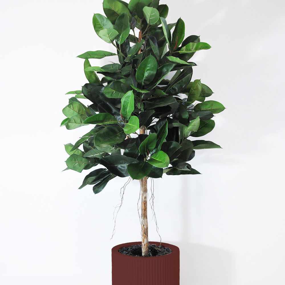 Ficus elastica - Grenat