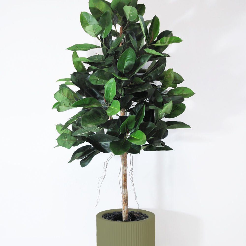 Ficus elastica - Jade
