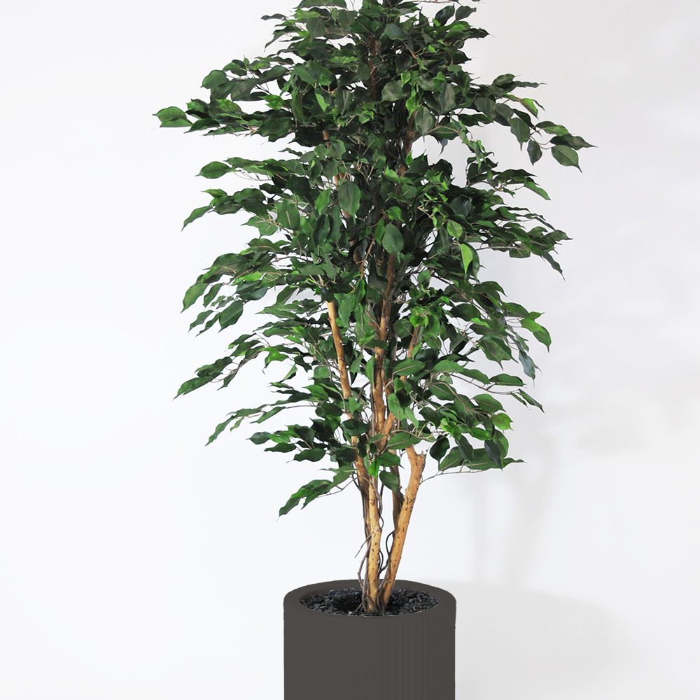 Ficus exotica - Anthracite