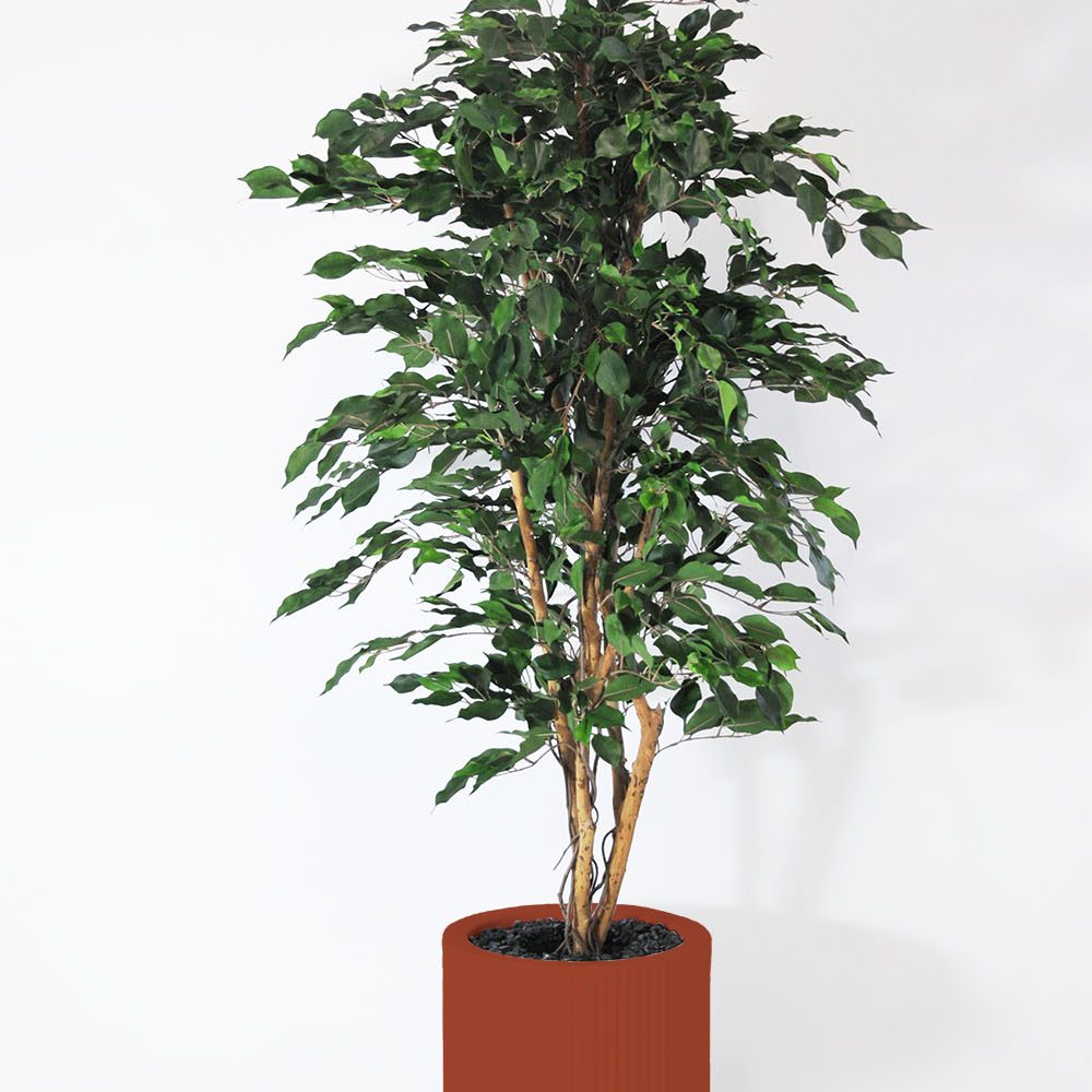 Ficus exotica - Argile