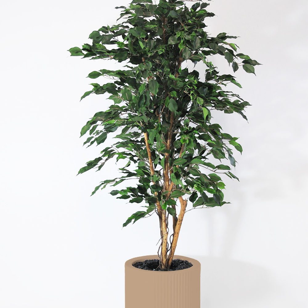 Ficus exotica - Camel