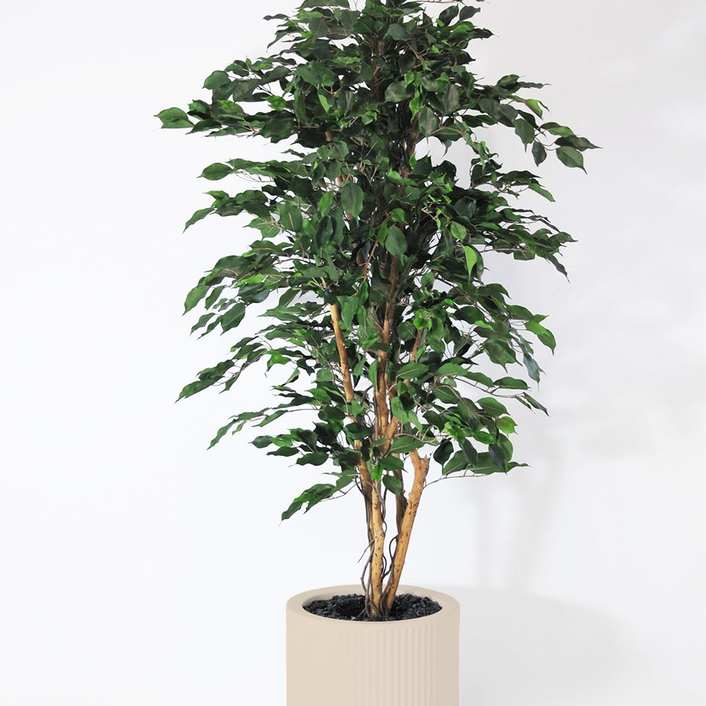 Ficus exotica