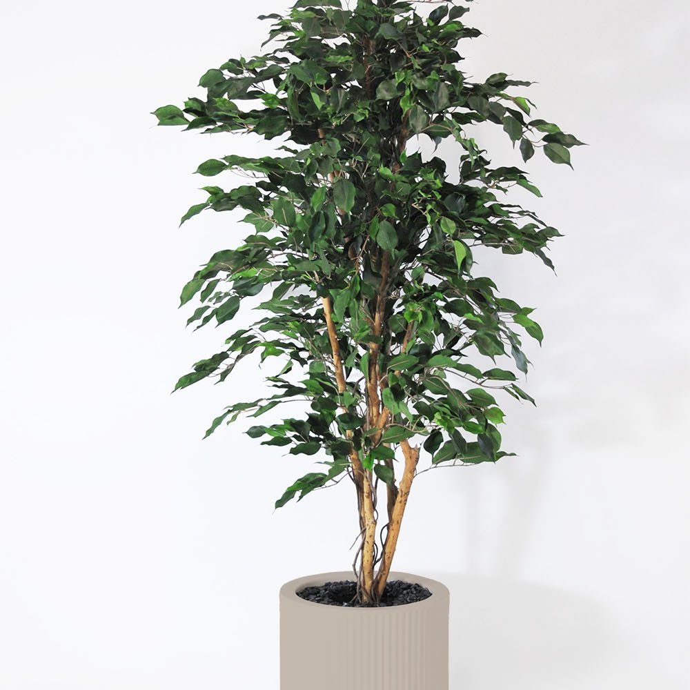 Ficus exotica - Ecru