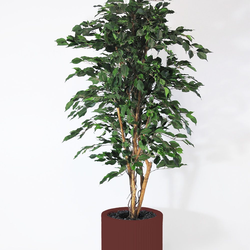 Ficus exotica - Grenat