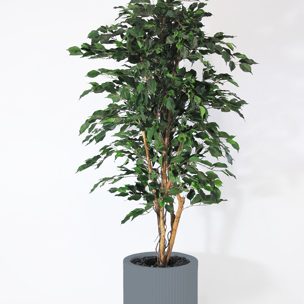 Ficus exotica - Gris