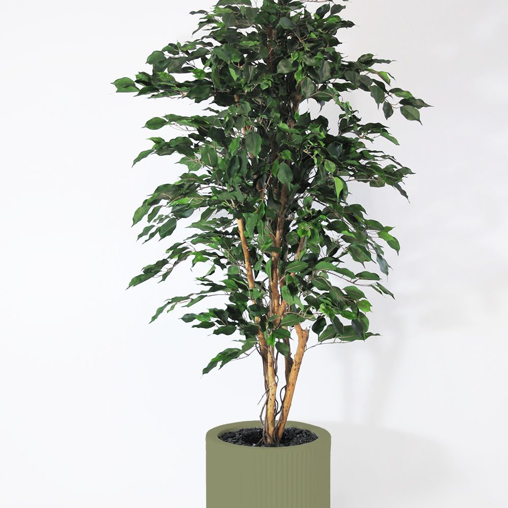Ficus exotica - Jade