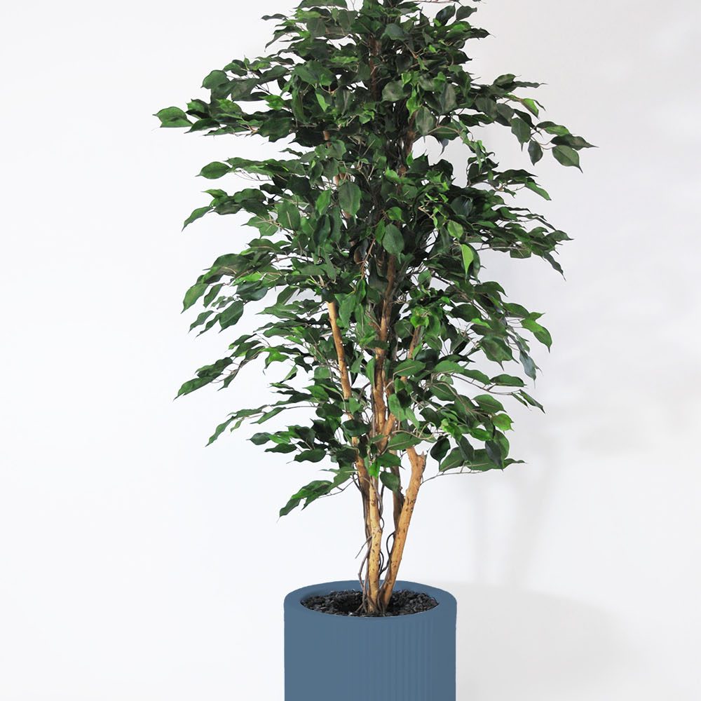 Ficus exotica - Océan