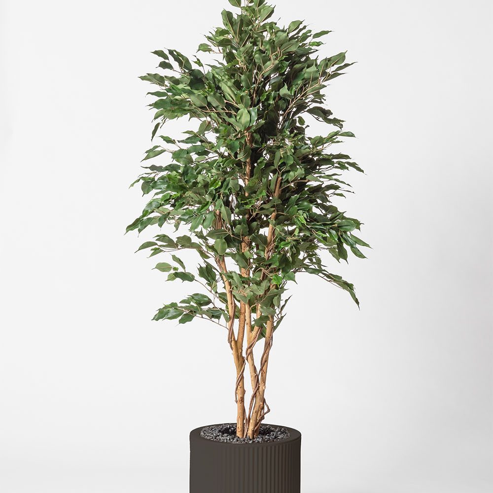 Ficus multitree - Anthracite
