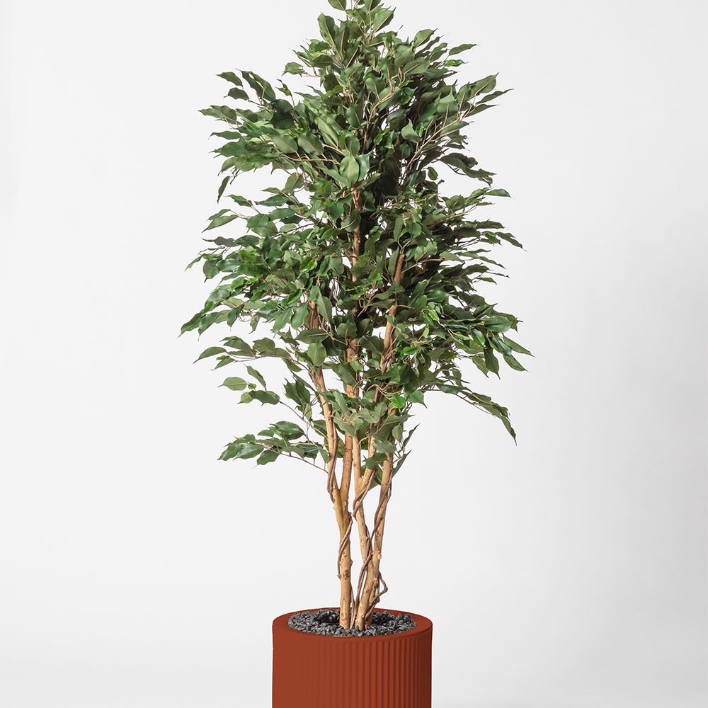 Ficus multitree - Argile