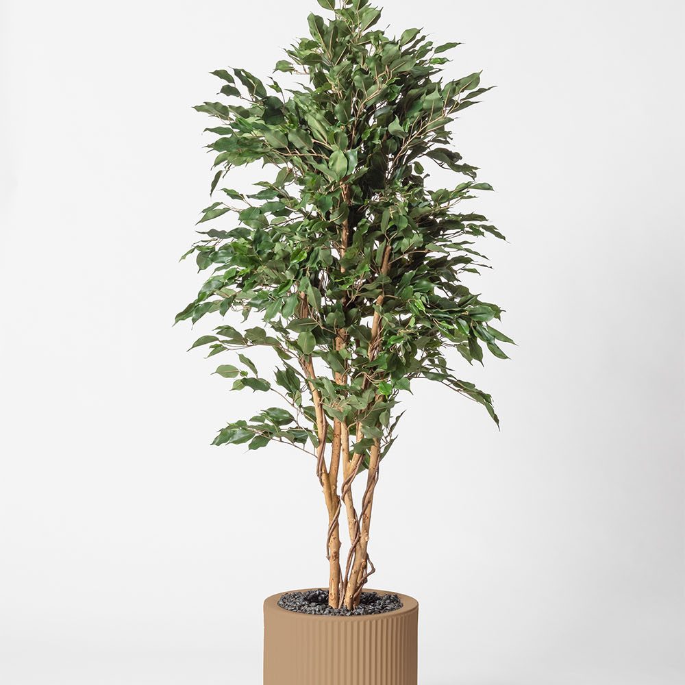 Ficus multitree - Camel