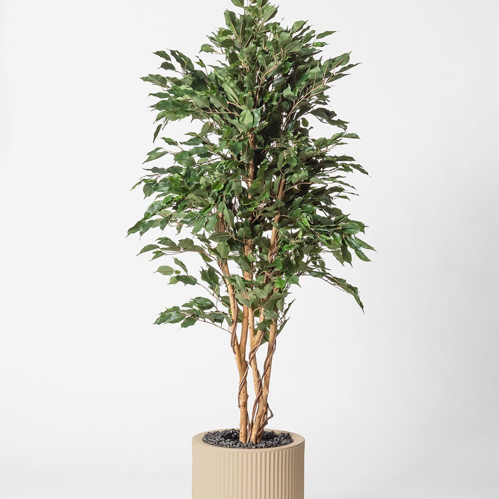 Ficus multitree
