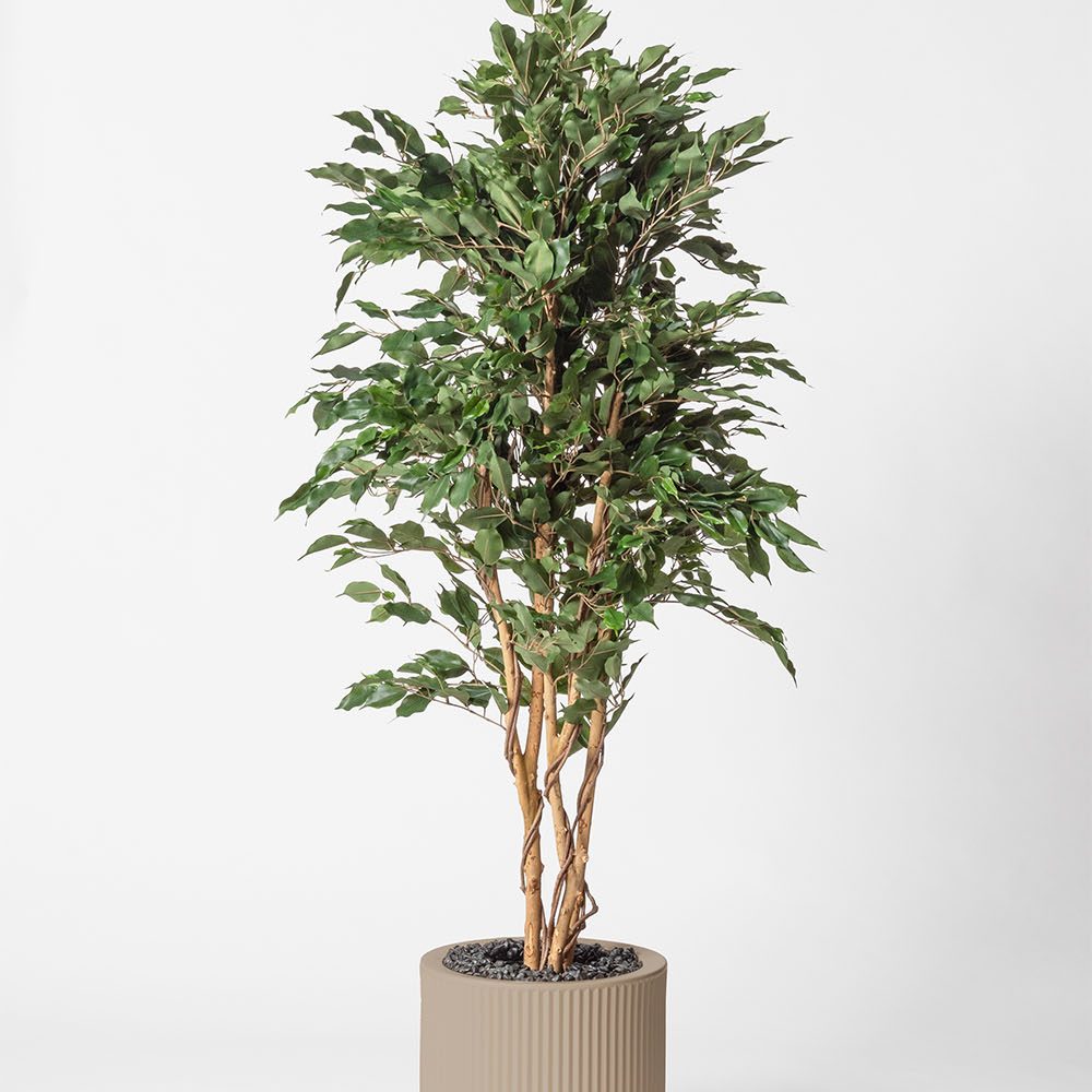 Ficus multitree - Ecru