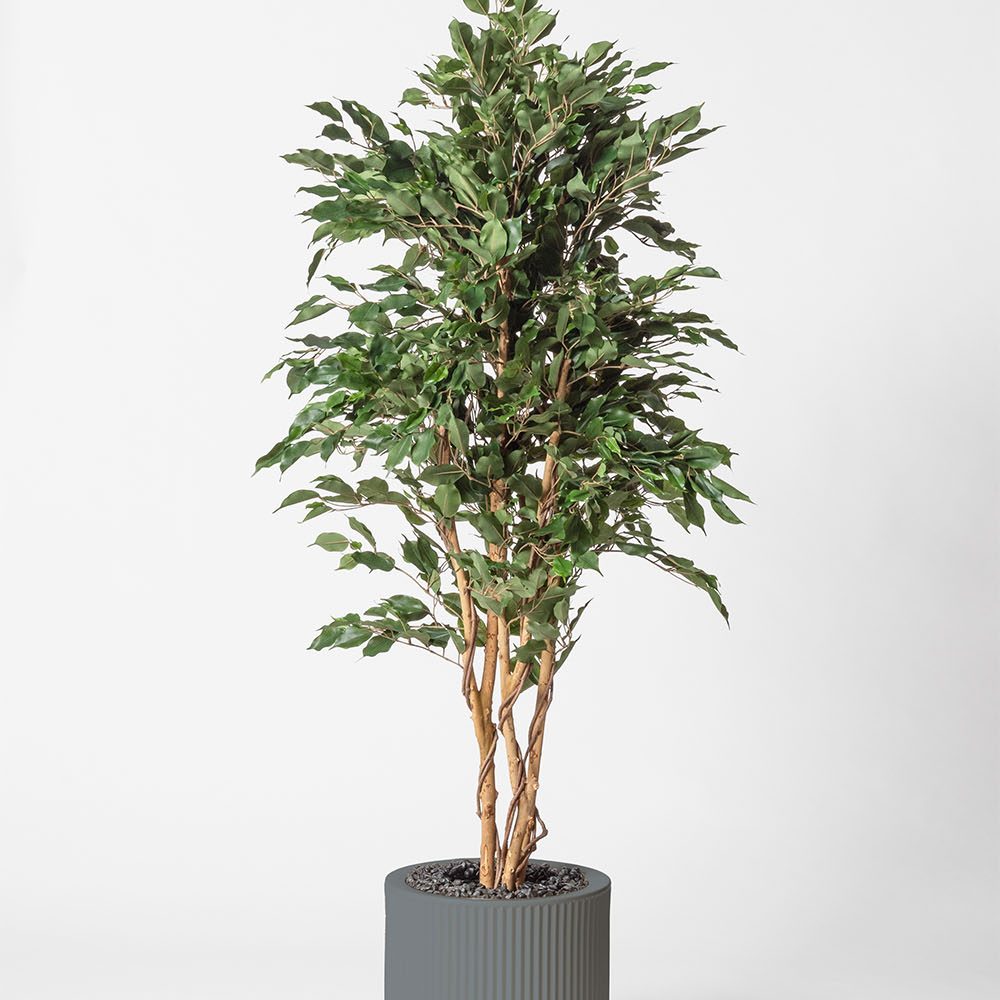 Ficus multitree - Gris