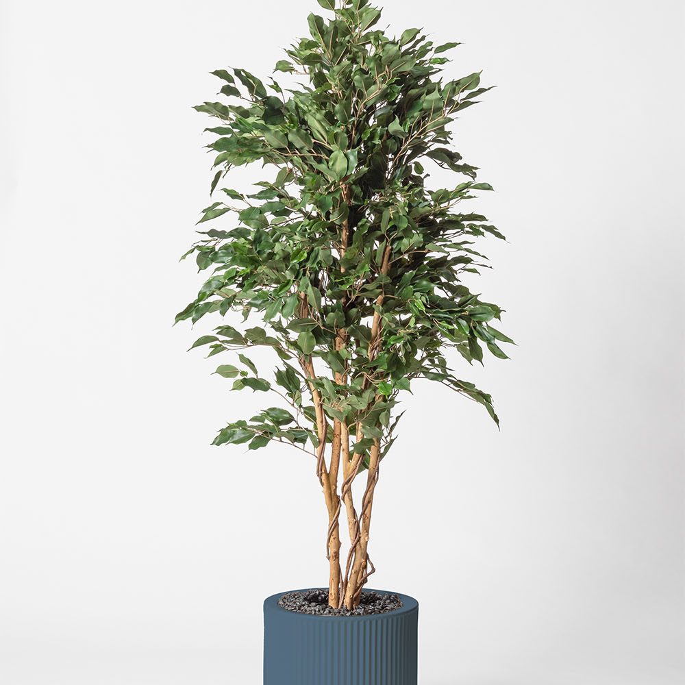 Ficus multitree - Océan