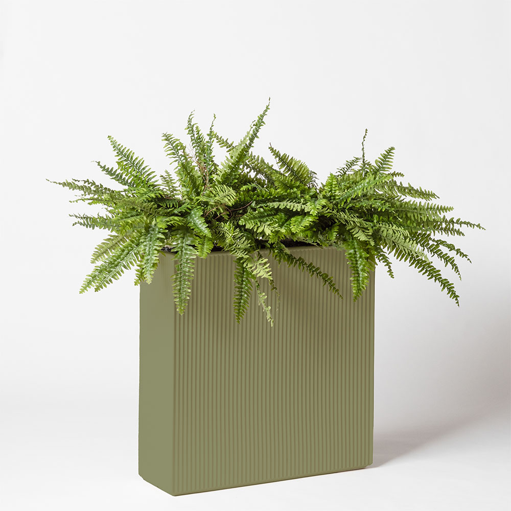 Fougère boston - Jade