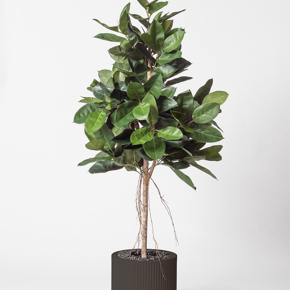 Lyrata royal - Anthracite