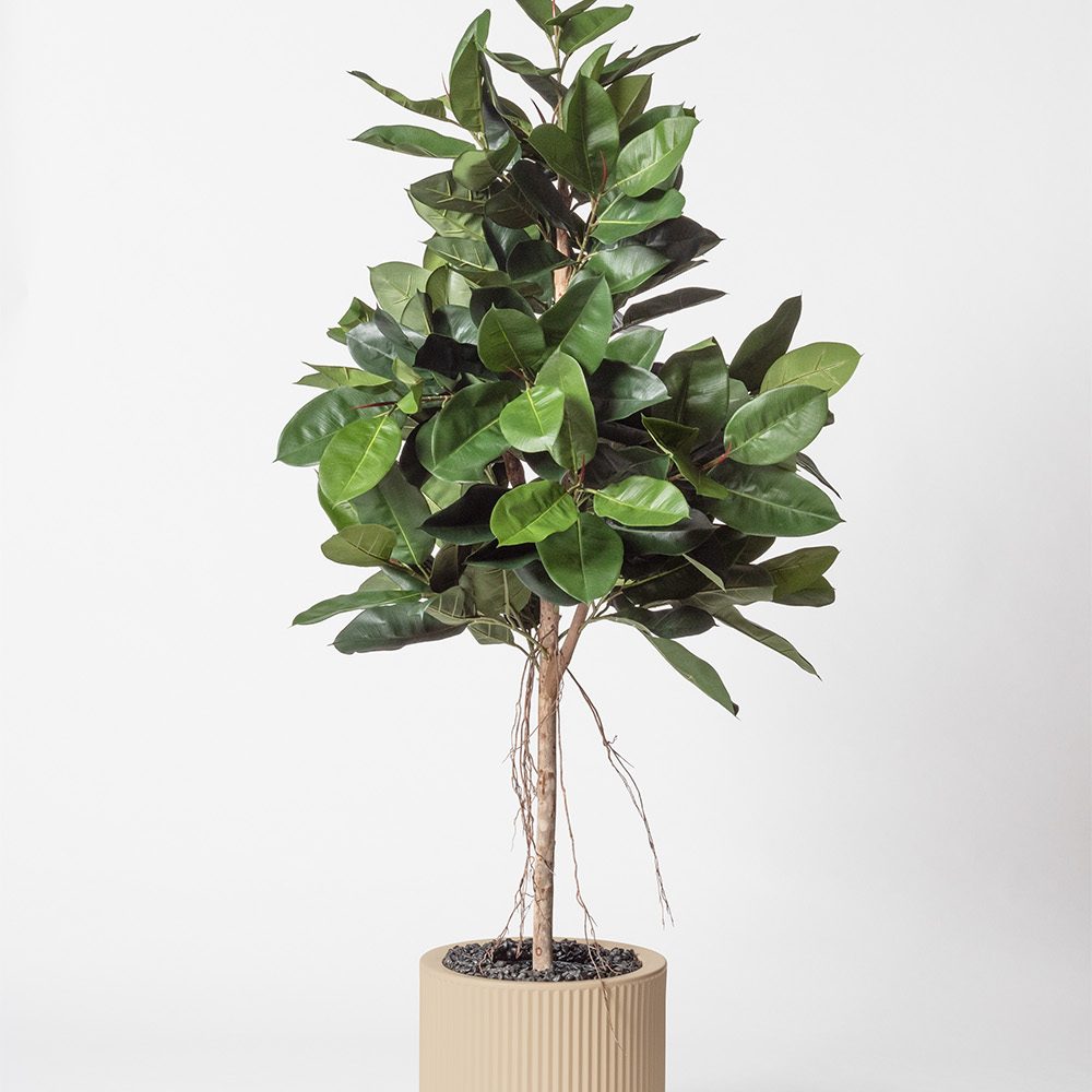 Lyrata royal
