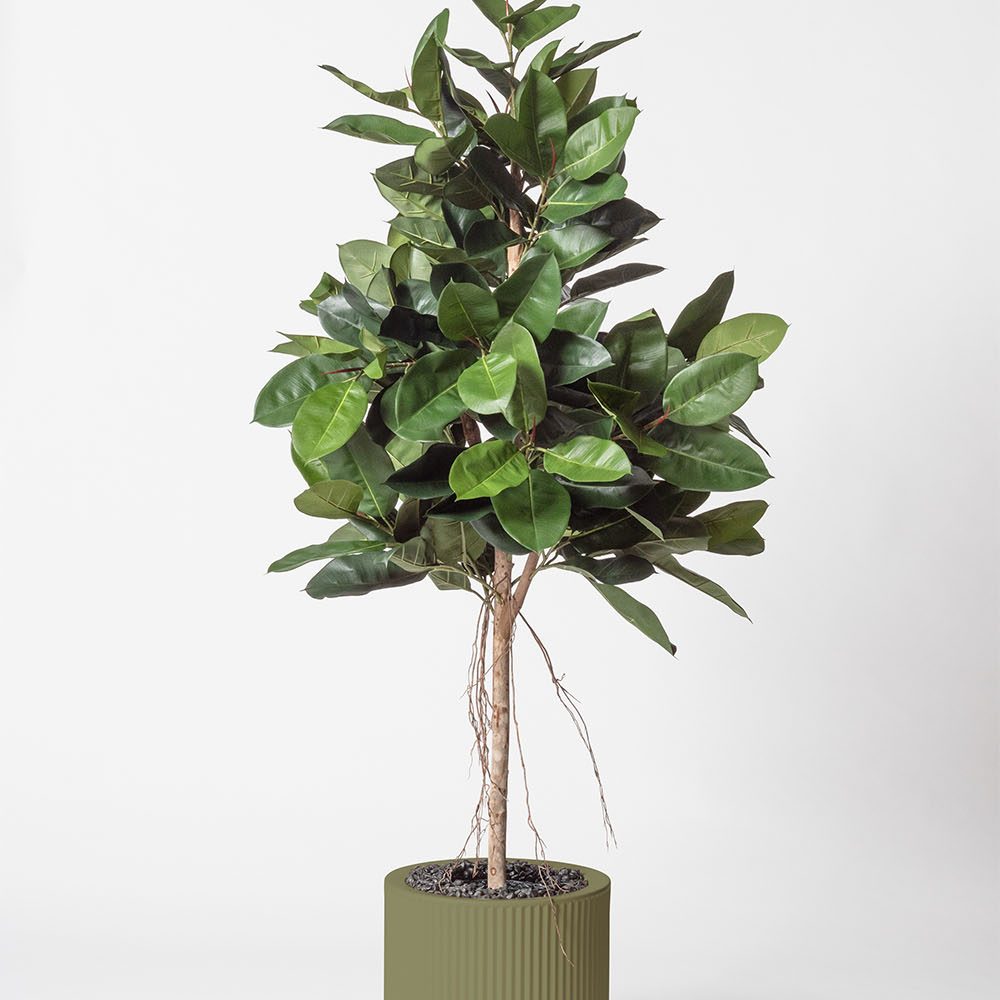 Lyrata royal - Jade