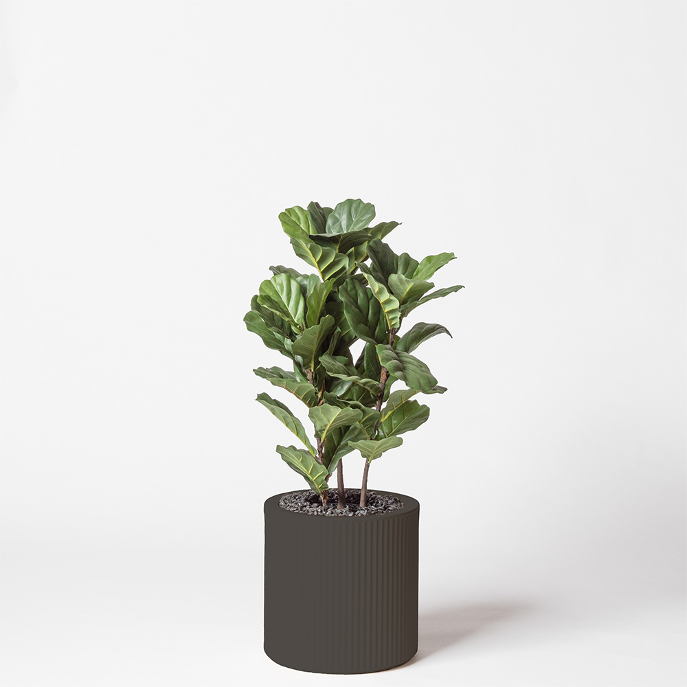 Lyrata tige - Anthracite
