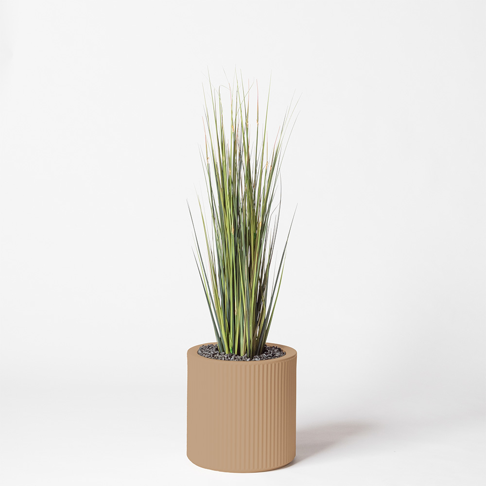 Onion grass - Camel