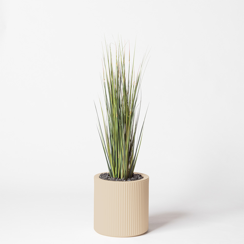Onion grass