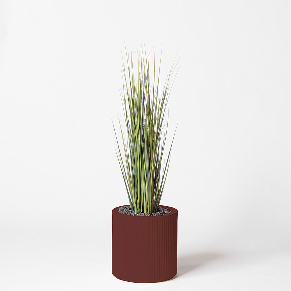 Onion grass - Grenat