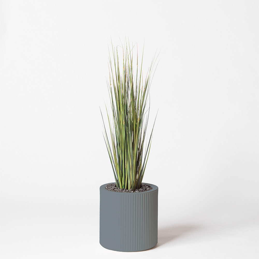 Onion grass - Gris