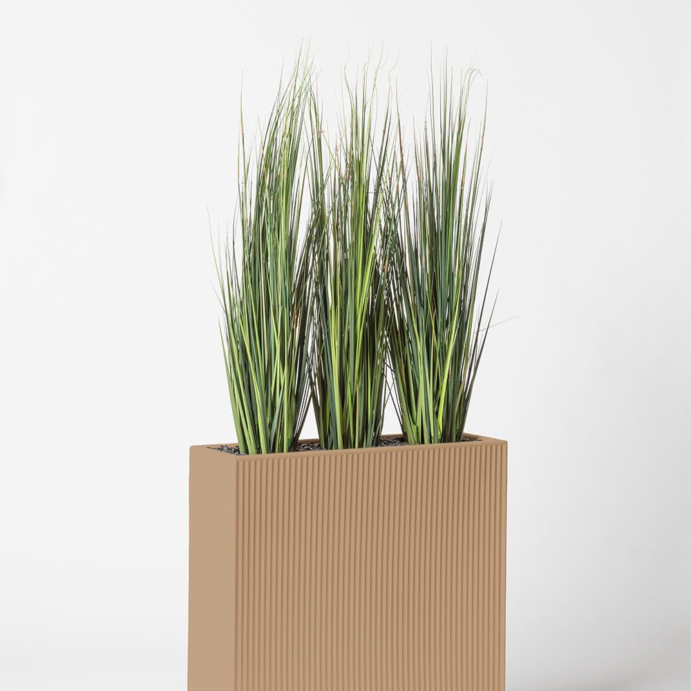 Onion grass bambou - Camel