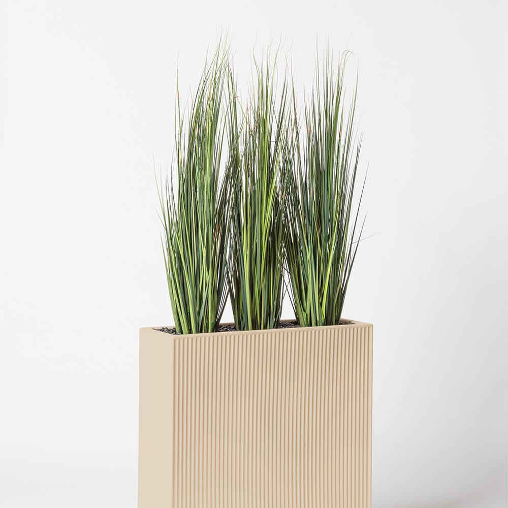 Onion grass bambou