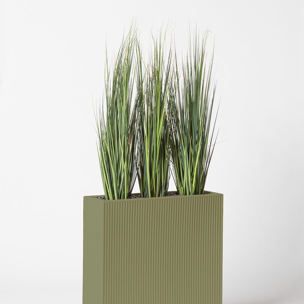 Onion grass bambou - Jade
