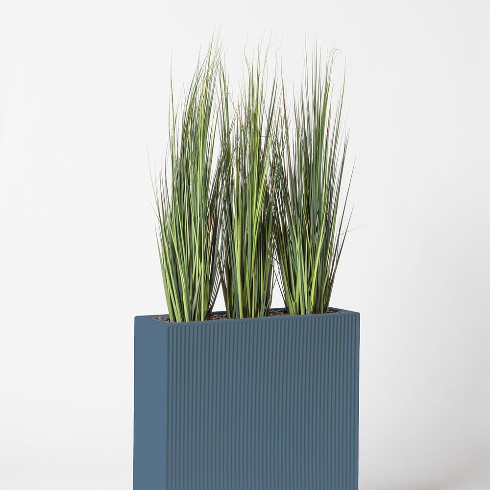 Onion grass bambou - Océan